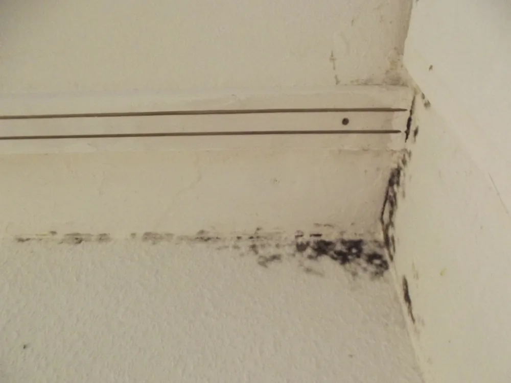 Technician in protective gear removing a mold-damaged wall in a Triangle home